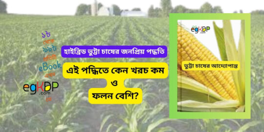 please provide a unique and SEO-friendly Bangla blog review content using focus keyword at least 8 times "vutta chas poddhoti" & relevant keyword at least 2 times "হাইব্রিড ভুট্টা চাষ পদ্ধতি, ভুট্টা চাষের পদ্ধতি , ভুট্টা চাষের সঠিক পদ্ধতি, ভুট্টা চাষের সময় , ভুট্টা চাষের উপযুক্ত সময়, ভুট্টা চাষের উপযুক্ত সময় কখন,"