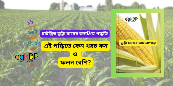 Vutta Chas Poddhoti | ভুট্টা চাষের সঠিক নিয়ম, সময়, সার ব্যবস্থাপনা ও আধুনিক প্রযুক্তি